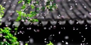 深巷藏香,吴明波