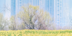 和一棵树相认,吴明波