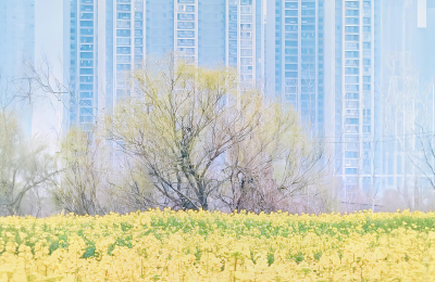 和一棵树相认,吴明波