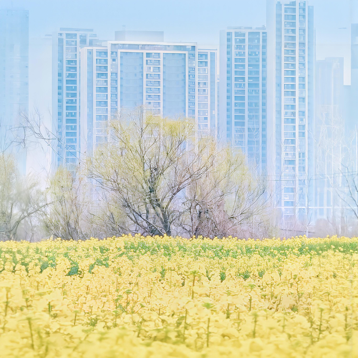 和一棵树相认,吴明波