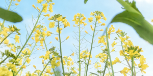 春之序曲,吴明波