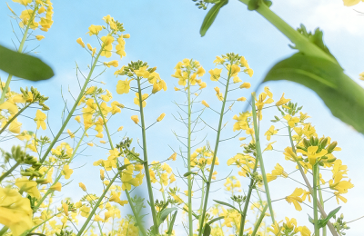 春之序曲,吴明波