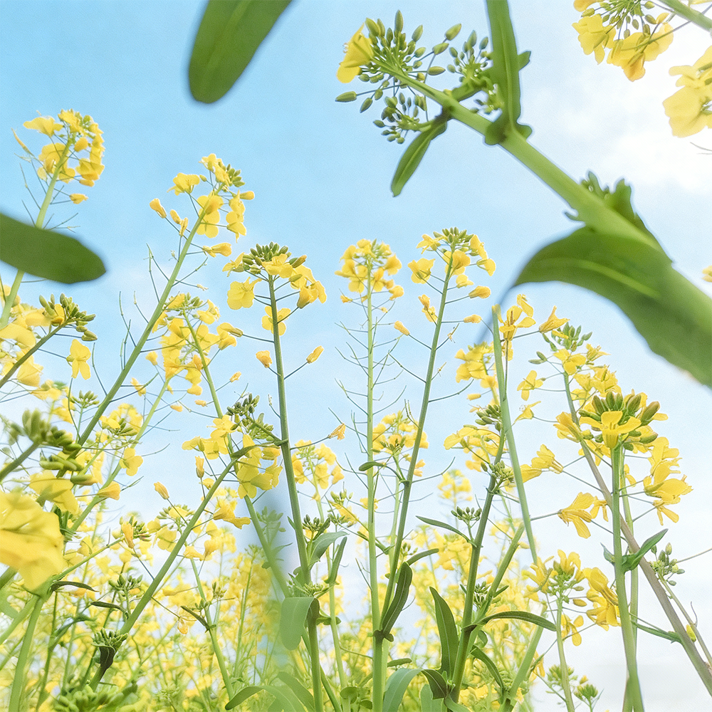 春之序曲,吴明波